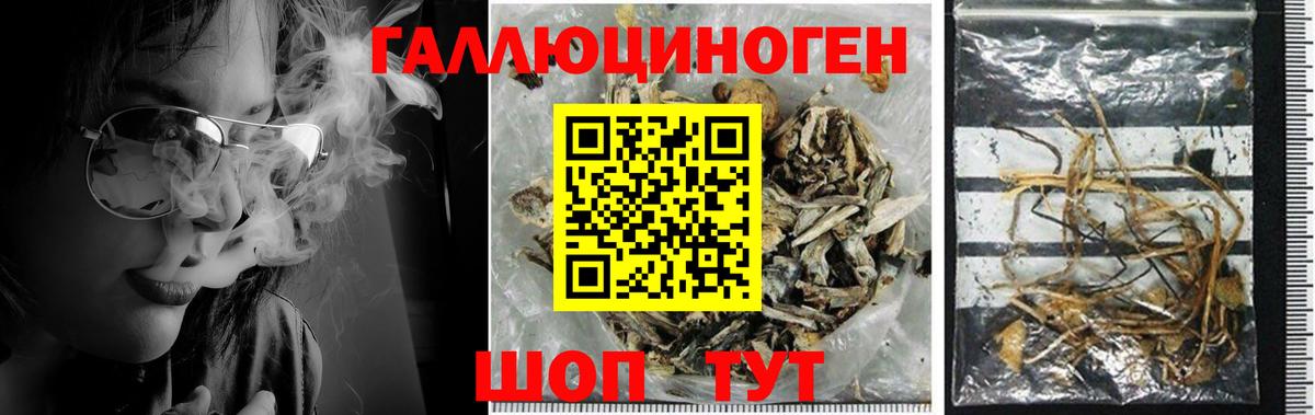 Галлюциногенные грибы Psilocybine cubensis Волхов